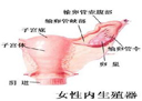 免疫性不孕