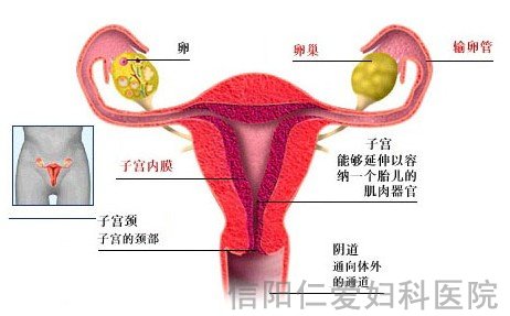 输卵管如此脆弱 需小心呵护