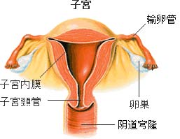 子宫性不孕需要做哪些检查项目