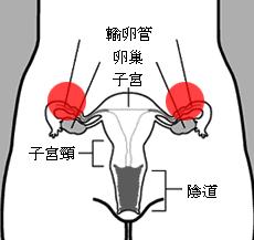 专家解析输卵管不孕是怎么回事？