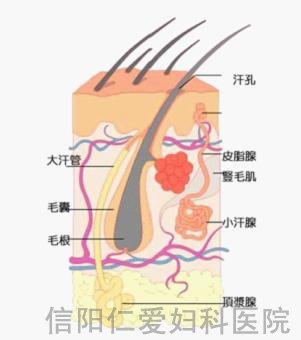 别拿狐臭与汗臭混为一谈