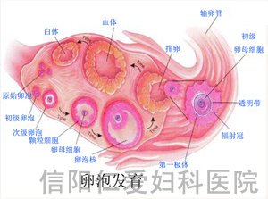 卵泡发育不好的原因有哪些