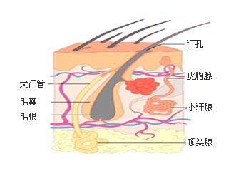 腋臭